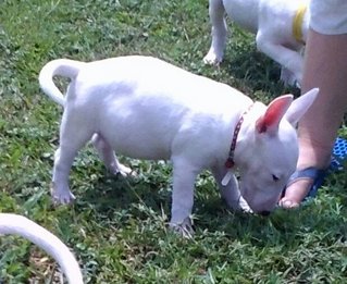 Mka Registered Mini Bull Terrier - Bull Terrier Dog