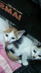 Two Cutie Kitties - Domestic Short Hair Cat