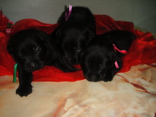 Pure Black Labrador Puppies - Labrador Retriever Dog