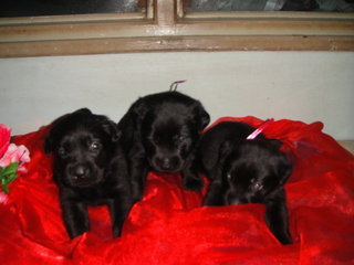 Pure Black Labrador Puppies - Labrador Retriever Dog