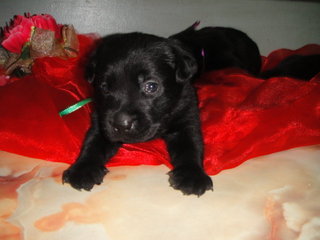 Pure Black Labrador Puppies - Labrador Retriever Dog