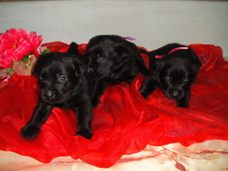 Pure Black Labrador Puppies - Labrador Retriever Dog