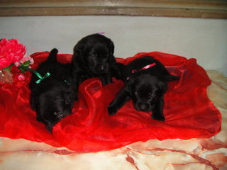 Pure Black Labrador Puppies - Labrador Retriever Dog