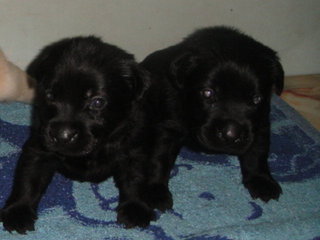 Pure Black Labrador Puppies - Labrador Retriever Dog