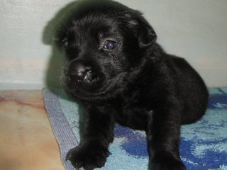 Pure Black Labrador Puppies - Labrador Retriever Dog