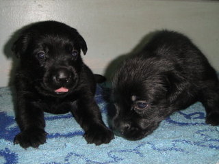 Pure Black Labrador Puppies - Labrador Retriever Dog