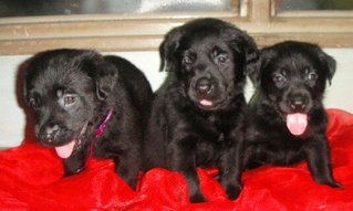 Pure Black Labrador Puppies - Labrador Retriever Dog