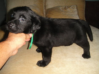 Pure Black Labrador Puppies - Labrador Retriever Dog