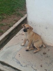 Tikka In Kulim - Mixed Breed Dog