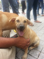 Tikka In Kulim - Mixed Breed Dog