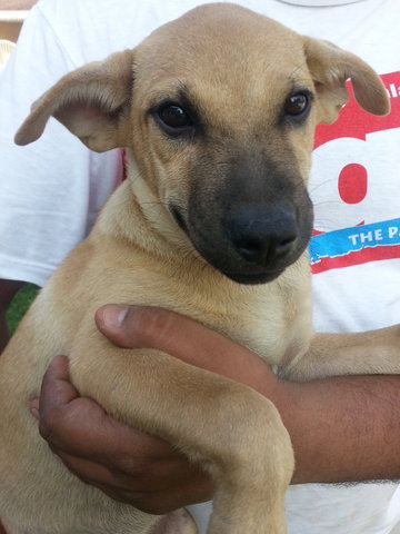 Tikka In Kulim - Mixed Breed Dog