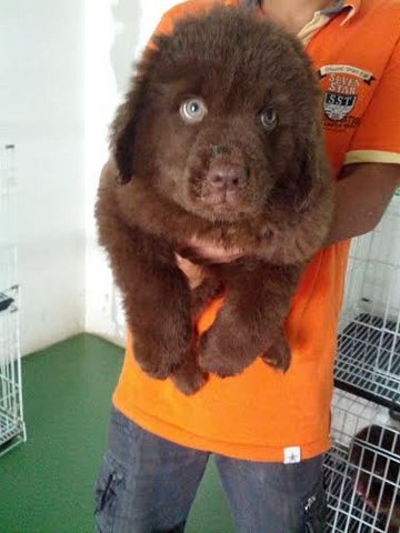 New Foundland Dog Puppy - Newfoundland Dog Dog