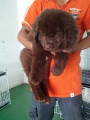 New Foundland Dog Puppy - Newfoundland Dog Dog