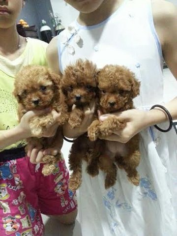 Red Toy Poodle - Poodle Dog