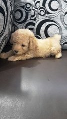 Tiny Toy Poodle Very Adorable - Poodle Dog