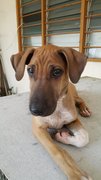 Winner Adopted - Mixed Breed Dog