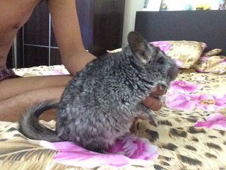 Odey - Chinchilla Small & Furry