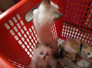 Himalayan Persian Kittens  - Himalayan + Persian Cat