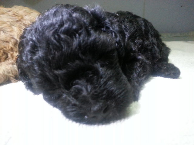  Black Beauty Toy  Poodle - Poodle Dog