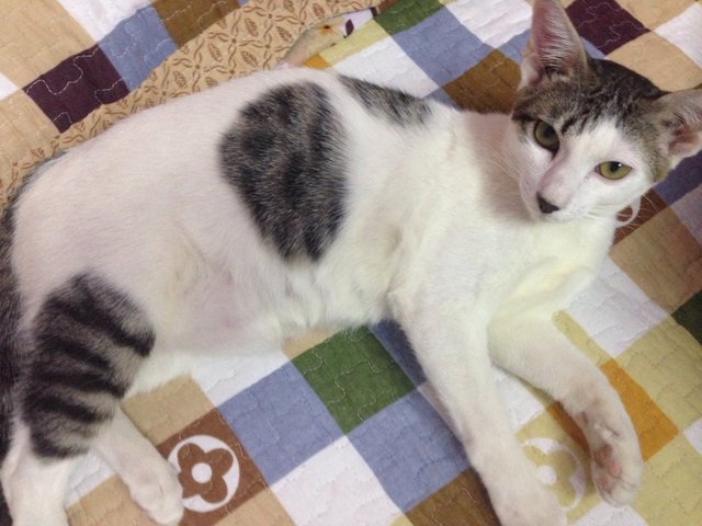 Leep - Domestic Short Hair Cat
