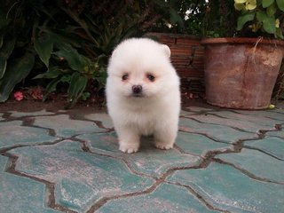 Pomeranian(White Colour) - Pomeranian Dog