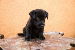 Hunter - Mixed Breed Dog