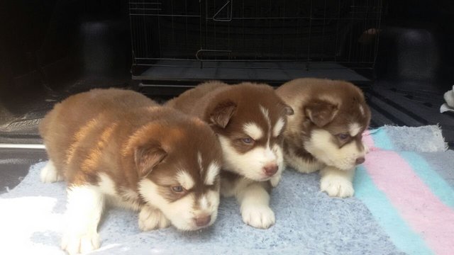 Red Wooly Husky - Husky Dog