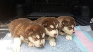 Red Wooly Husky - Husky Dog