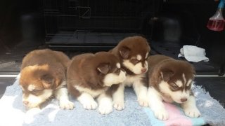 Red Wooly Husky - Husky Dog