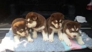 Red Wooly Husky - Husky Dog