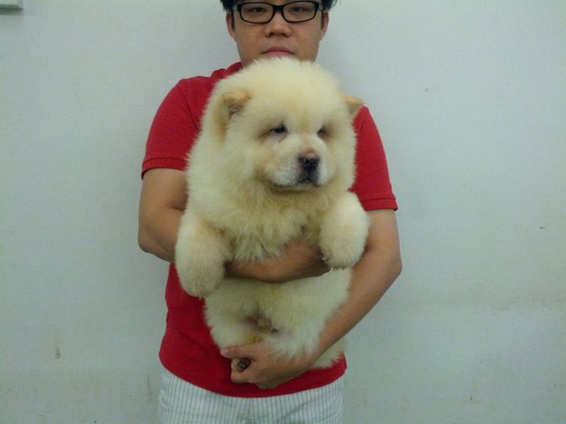 High Quality Chow Chow Cream - Chow Chow Dog