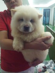 High Quality Chow Chow Cream - Chow Chow Dog