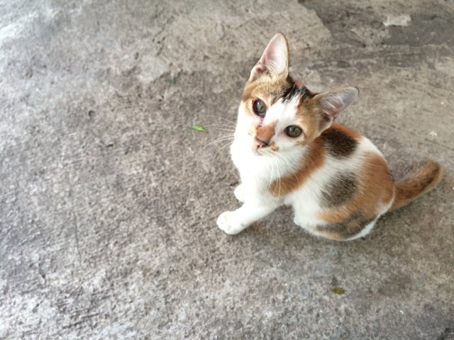 Tiguan - Oriental Short Hair Cat