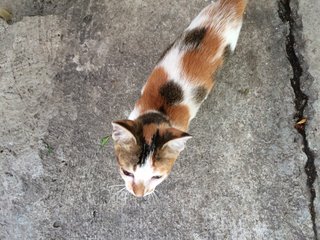 Tiguan - Oriental Short Hair Cat