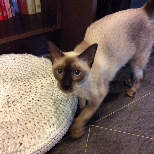 Ella - Siamese Cat