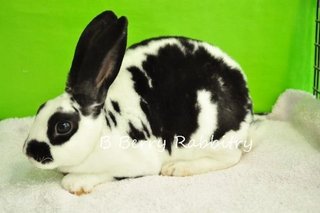 Mini Rex - Broken Black3 - Mini Rex Rabbit