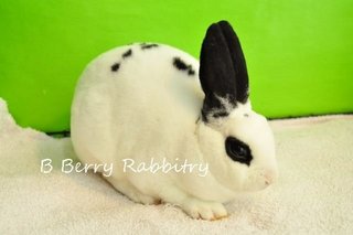 Mini Rex - Broken Black Charlie - Mini Rex Rabbit