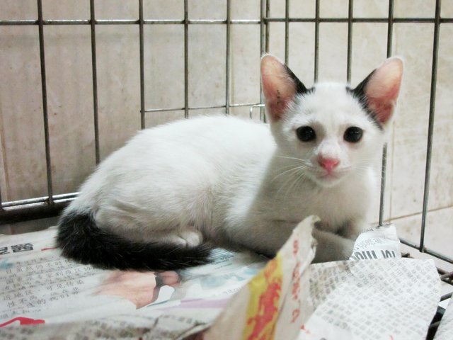 Panda Ears Kitty - Domestic Short Hair Cat