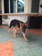 German Shepherd Big Bone (Lucy) - German Shepherd Dog Dog