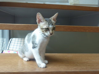 Felix - Domestic Short Hair Cat
