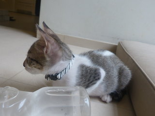Felix - Domestic Short Hair Cat