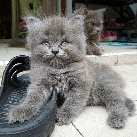 Kuga - Persian Cat