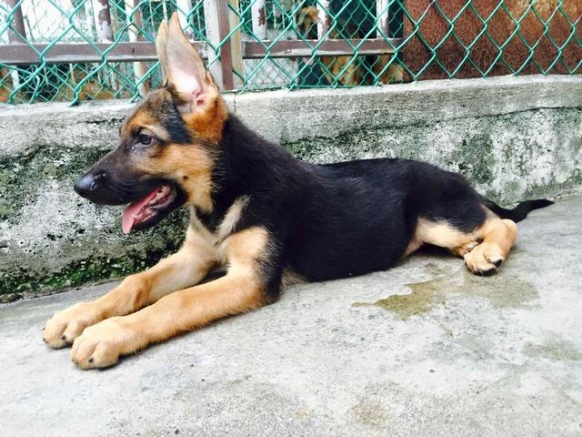 German Shepherd Dog Puppy Sold - 4 Years 7 Months, German 