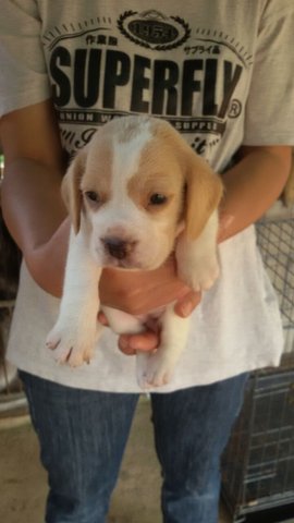 Lemon Beagle - Beagle Dog