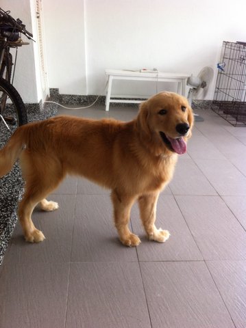 Golden retriever big hot sale bone