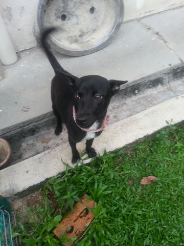 Blacky Boy - Miniature Pinscher Mix Dog