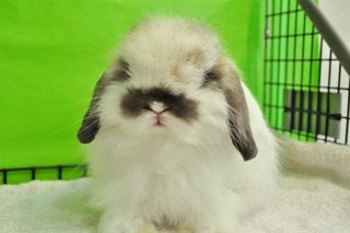 Fuzzy Lop - Broken Tort  - Holland Lop Rabbit