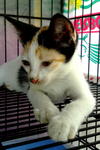 Cikeding - Calico Cat