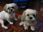 Bibi &amp; Wawa - Stolen In Damansara - Shih Tzu Dog