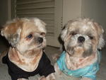 Bibi &amp; Wawa - Stolen In Damansara - Shih Tzu Dog